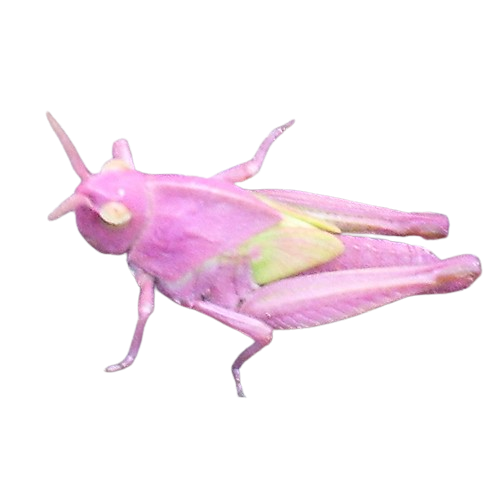 Women’s colorul slip-on canvas shoes - Pink Meadow Grasshopper