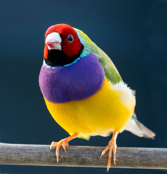 Women’s athletic shoes in the colors of nature- Gouldian Finch