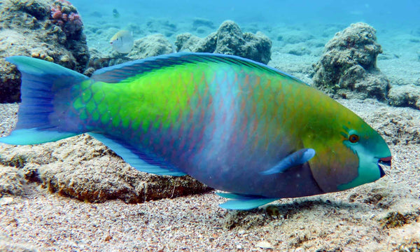 Women’s athletic shoes in the colors of nature - Parrotfish